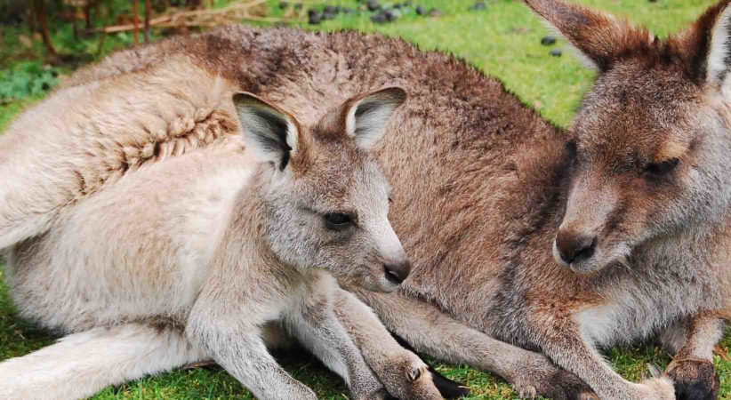 A mother kangaroo with a joey.
