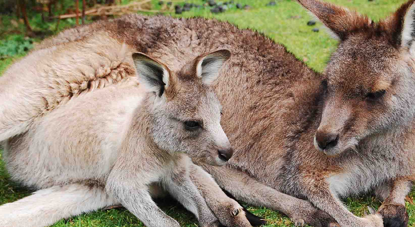 Friday Fun: Kangaroo Words - Decoda Literacy Solutions